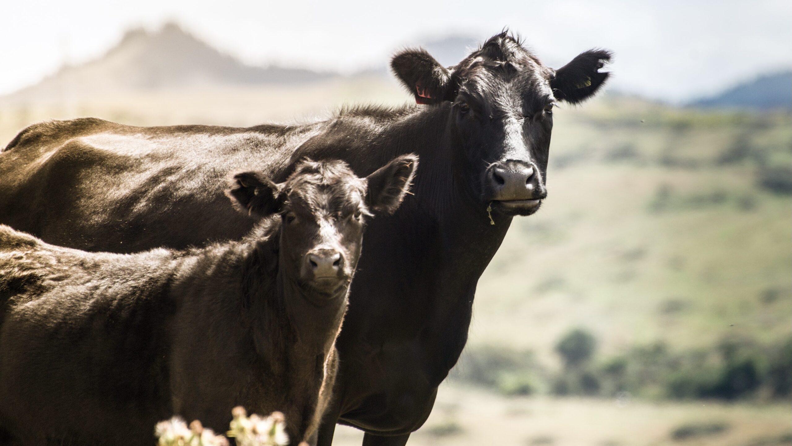 New Zealand Proposes New Climate Tax Directed At ‘Greenhouse Gasses’ Produced By Farm Animals - Harbingers Daily