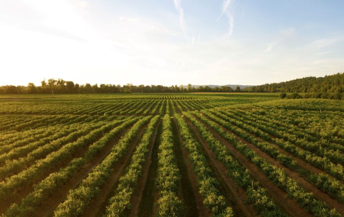 oazivn5u farm land new