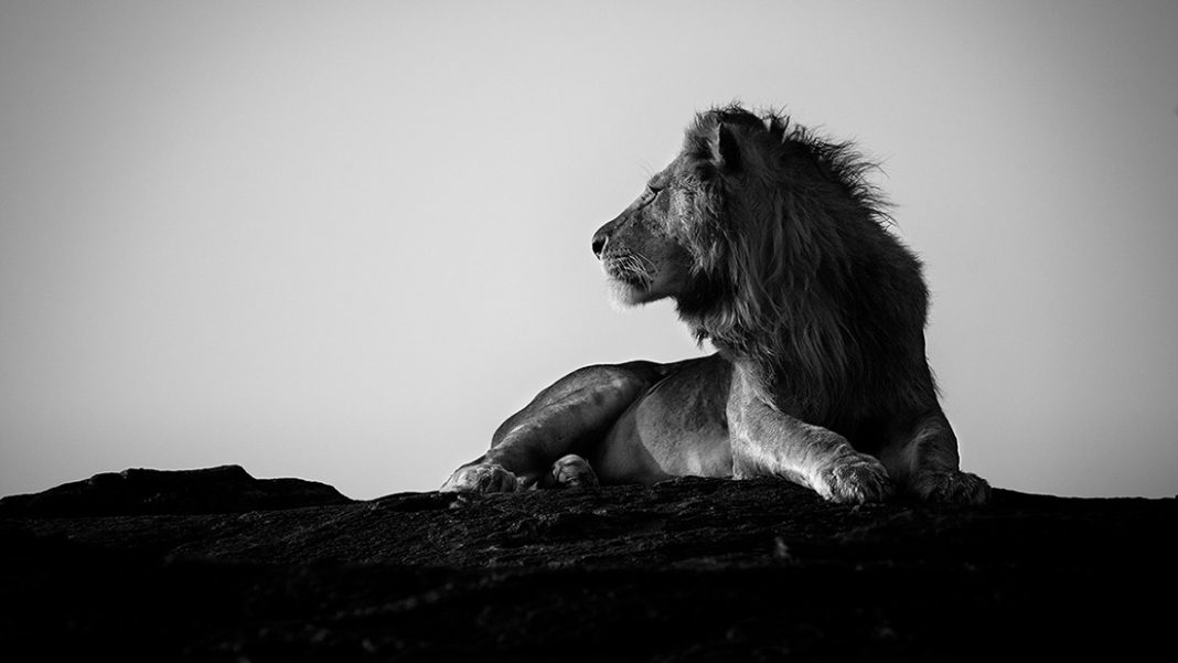 149722245948r8zpekka jarventaus series lions liononcliff 2